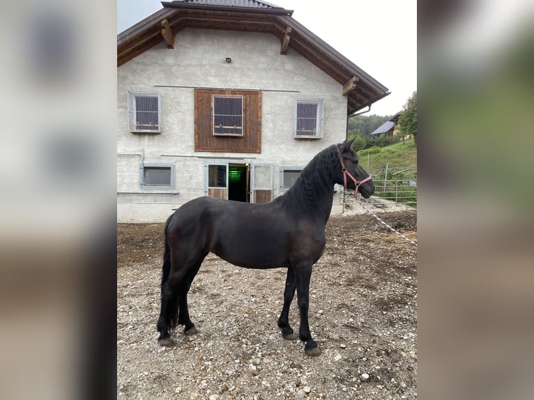 Arabo-Frisón Yegua 4 años 155 cm Negro in Feldkirchen bei Mattighofen