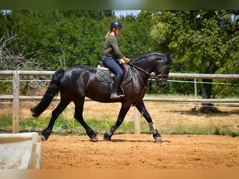 Arabo-Frisón Yegua 9 años 162 cm Negro in paulnay