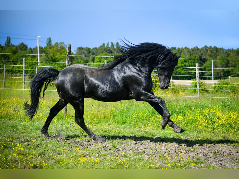 Arabo-Frisón Yegua 9 años 162 cm Negro in paulnay