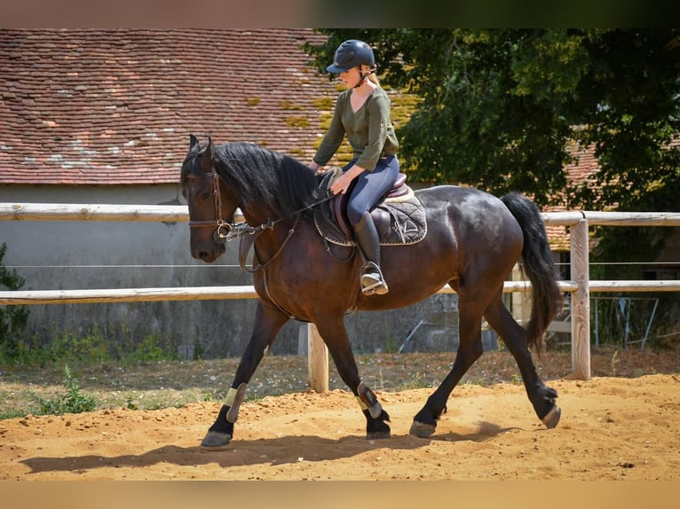 Arabo-Frisón Yegua 9 años 162 cm Negro in paulnay