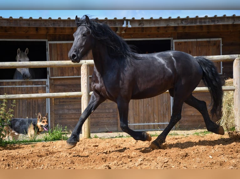 Arabo-Frisón Yegua 9 años 162 cm Negro in paulnay