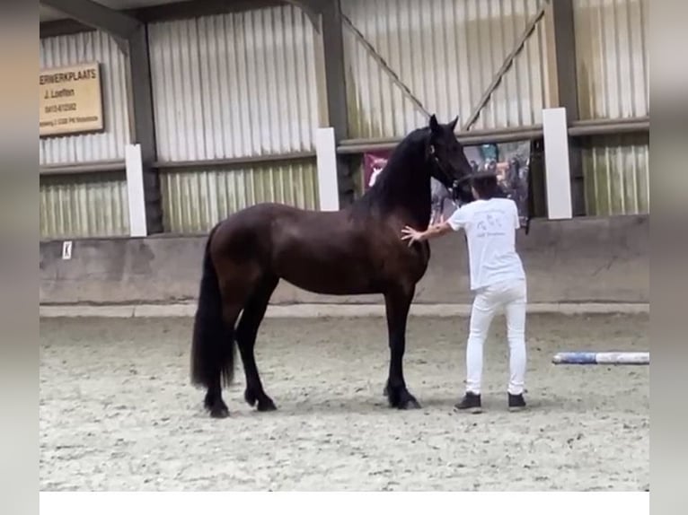 Arabo Frisone Giumenta 2 Anni 163 cm Baio nero in ElshoutElshout