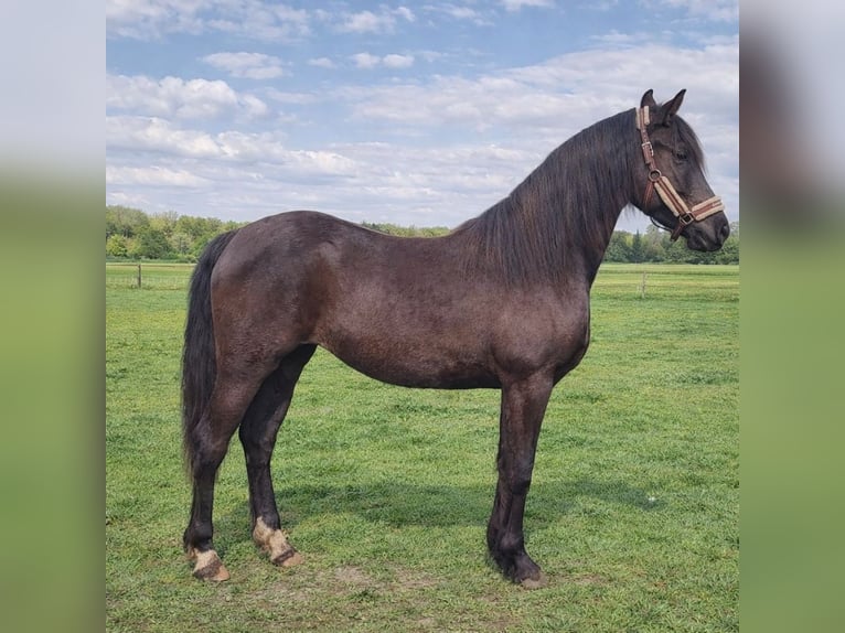 Arabo Frisone Giumenta 2 Anni 165 cm Morello in evergem