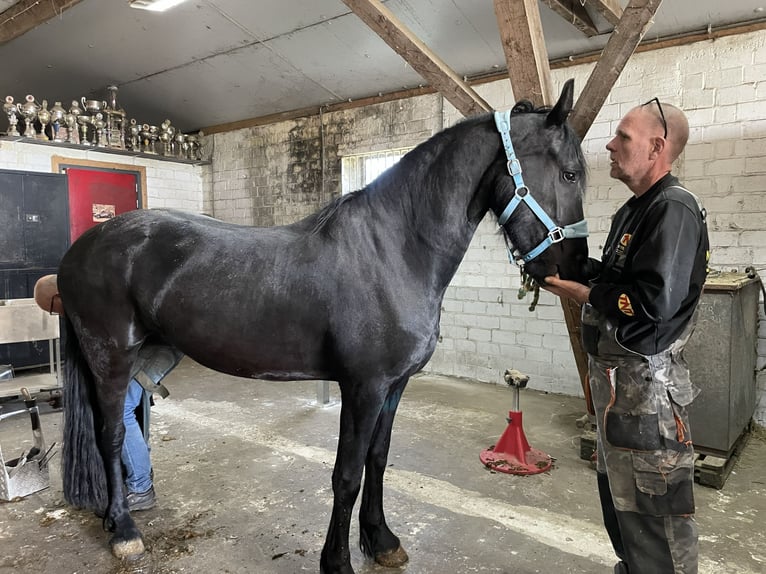 Arabo Frisone Giumenta 3 Anni 155 cm Morello in Bunde
