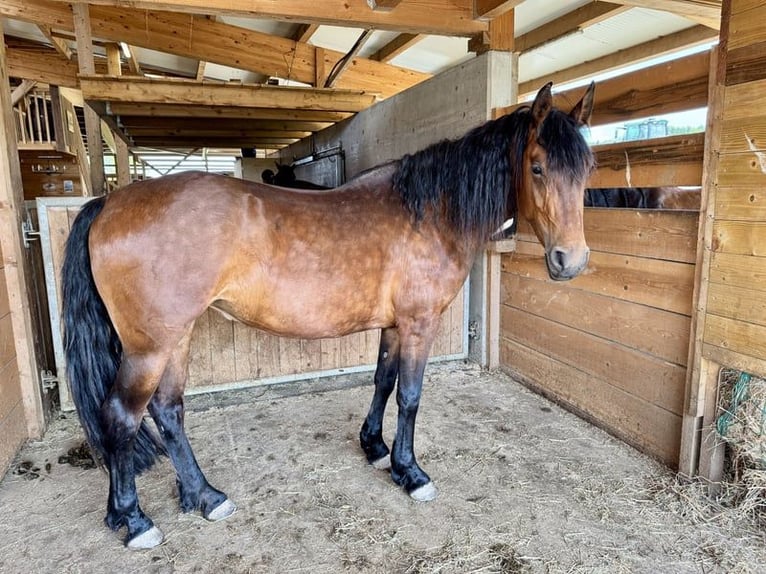 Arabo Frisone Mix Giumenta 4 Anni 150 cm Baio in Formangueires