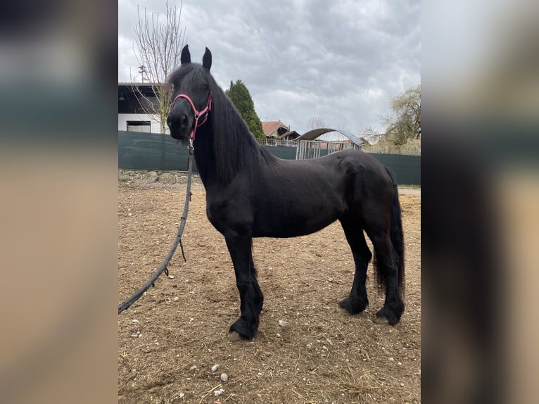 Arabo Frisone Giumenta 7 Anni 163 cm Morello in Feldkirchen bei Mattighofen