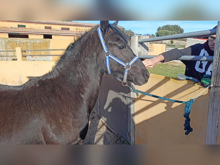 Arabo Frisone Stallone 2 Anni 170 cm Morello in Navalperal De Pinares