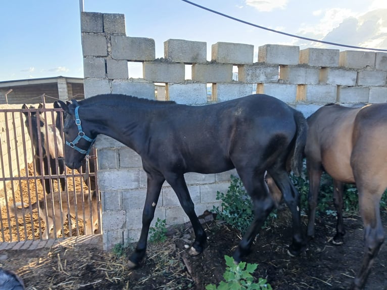 Arabo Frisone Stallone 2 Anni 170 cm Morello in Navalperal De Pinares