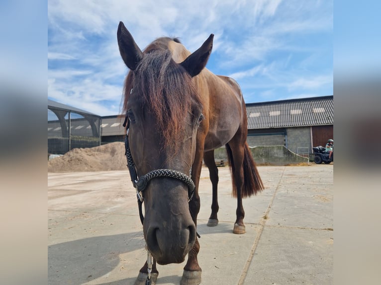 Arabo Frisone Mix Stallone 3 Anni 154 cm Morello in Maria Hoop