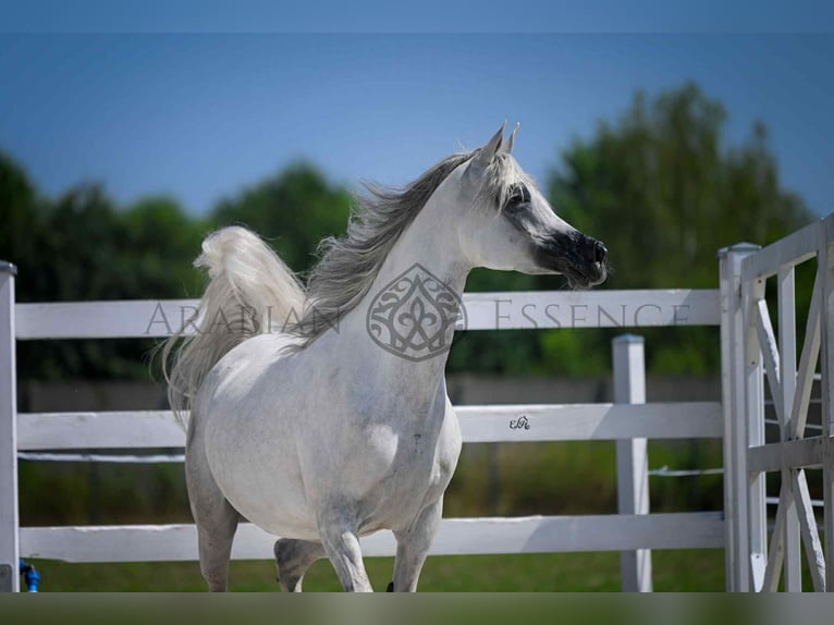 Arabo Frisone Stallone 3 Anni 162 cm Grigio in Jas&#x142;o