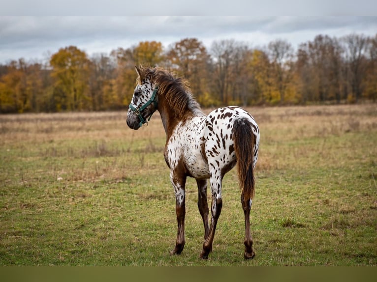 Arabo Frisone Mix Stallone Puledri (05/2026) 158 cm Morello in la rougerie