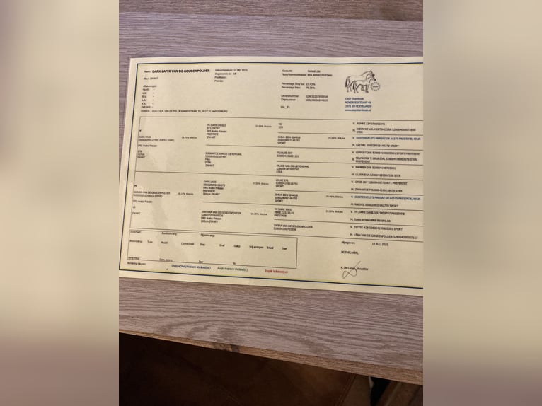 Arabo Frisone Stallone Puledri (05/2025) 165 cm Morello in Aardenburg