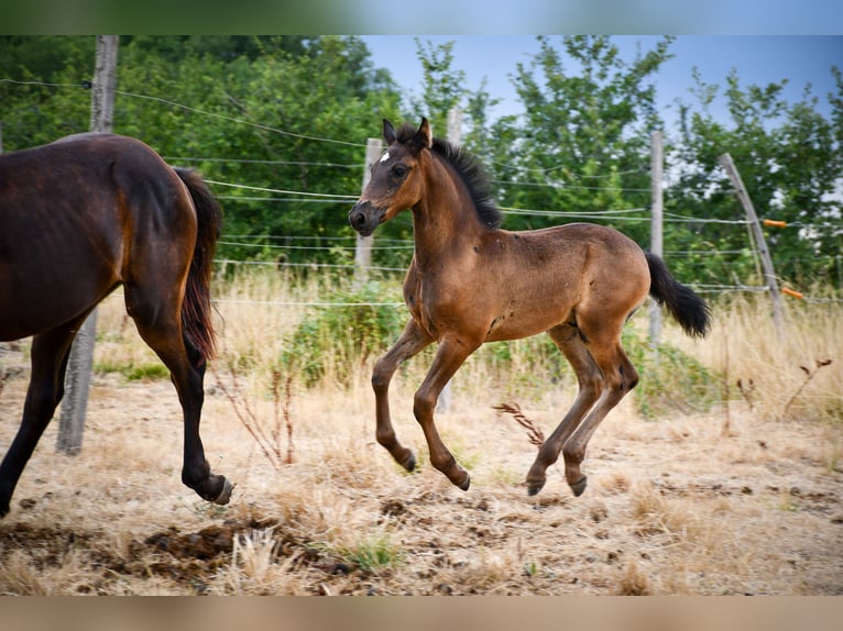Arabo Frisone Stallone Puledri (05/2026) 165 cm Morello in RL