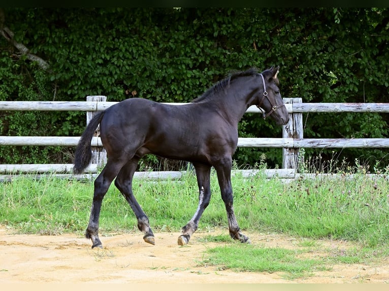 Arabo Frisone Stallone Puledri (05/2025) Morello in Pouvrai