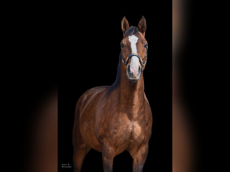 Arabo Shagya Castrone 10 Anni 158 cm Baio in GroßschönauGroßschönau