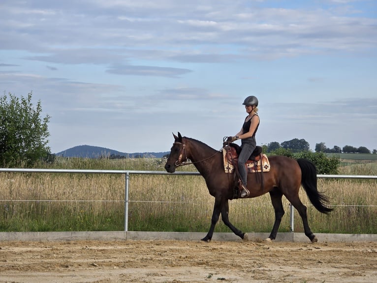 Arabo Shagya Castrone 10 Anni 158 cm Baio scuro in Schöllkrippen