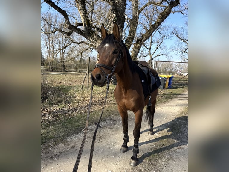 Arabo Shagya Castrone 10 Anni Baio in Piešťany