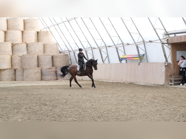 Arabo Shagya Castrone 13 Anni 160 cm Baio in Neuhaus in der Wart