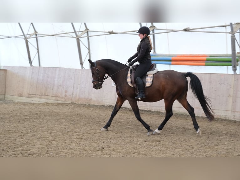 Arabo Shagya Castrone 13 Anni 160 cm Baio in Neuhaus in der Wart