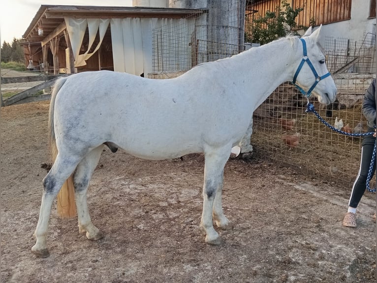 Arabo Shagya Castrone 13 Anni 164 cm Grigio in Ettenberg 7