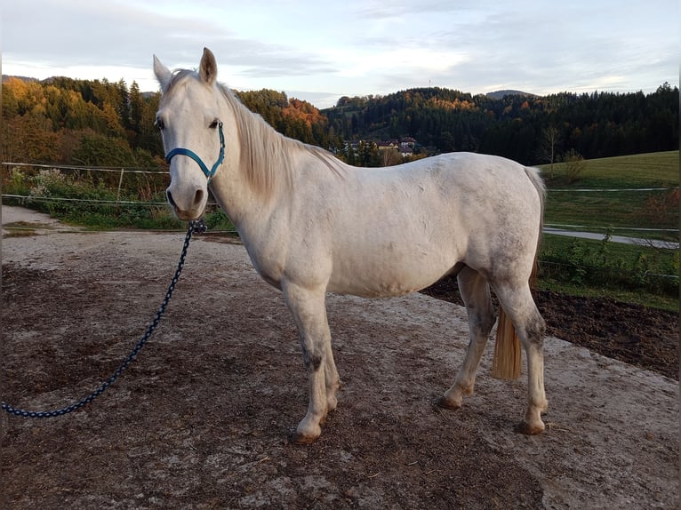 Arabo Shagya Castrone 13 Anni 164 cm Grigio in Ettenberg 7