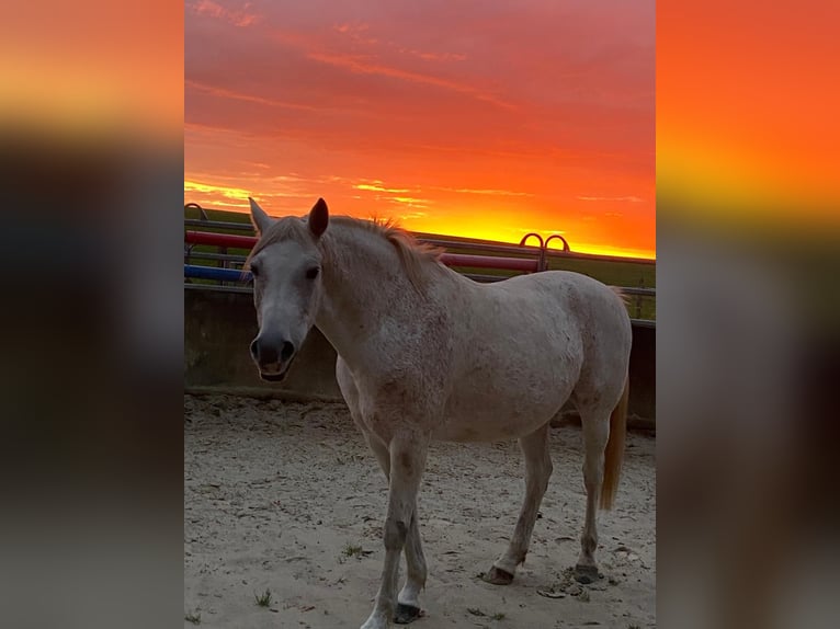 Arabo Shagya Castrone 14 Anni 149 cm Grigio in Radevormwald