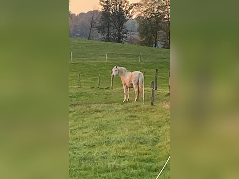 Arabo Shagya Castrone 14 Anni 149 cm Grigio in Radevormwald