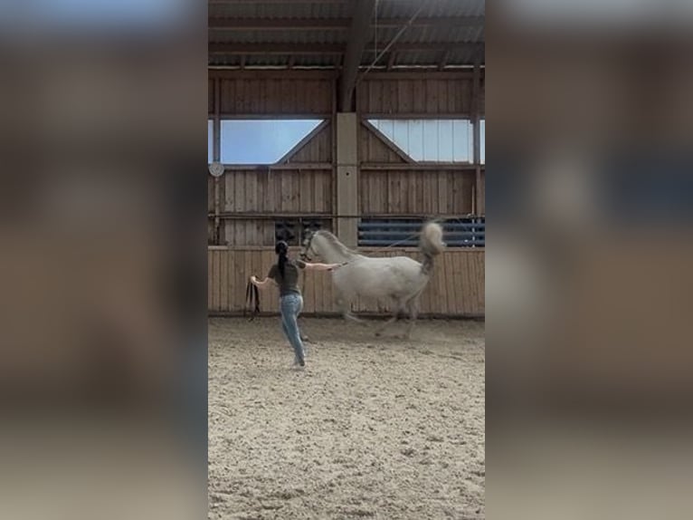 Arabo Shagya Castrone 14 Anni 160 cm Grigio in St. Valentin