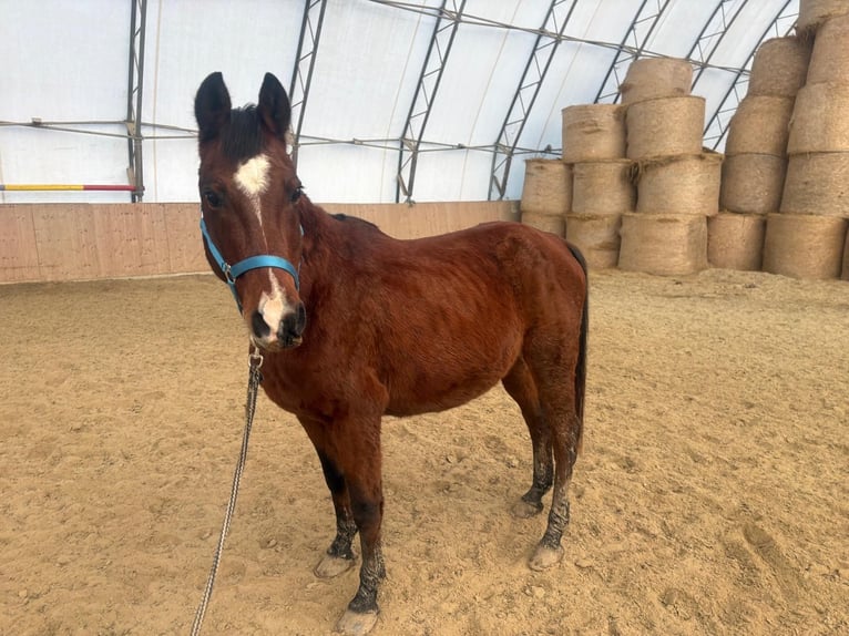 Arabo Shagya Castrone 15 Anni 150 cm Baio in Neuhaus in der Wart