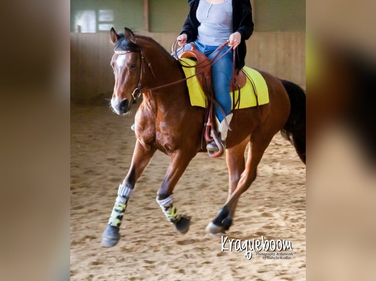 Arabo Shagya Castrone 15 Anni 150 cm Baio in Neuhaus in der Wart