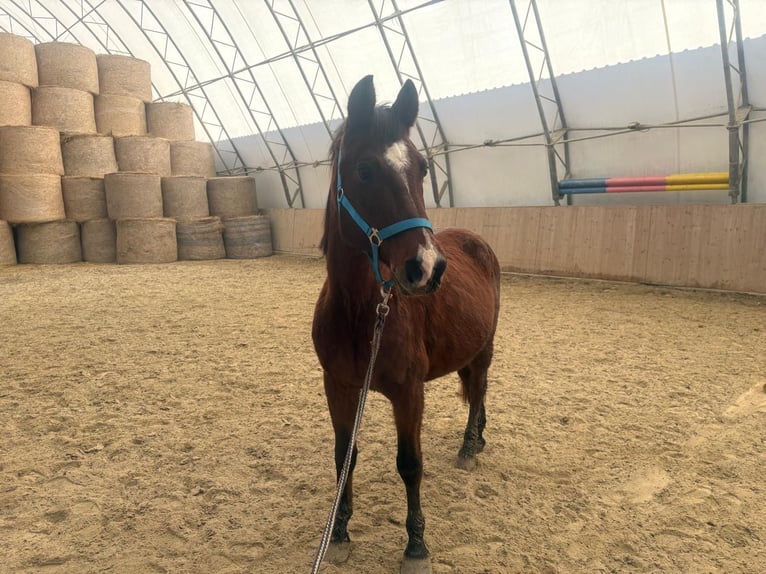 Arabo Shagya Castrone 15 Anni 150 cm Baio in Neuhaus in der Wart