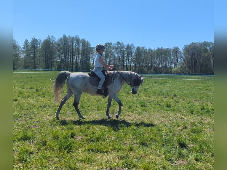Arabo Shagya Castrone 15 Anni 151 cm Grigio in Temnitzquell