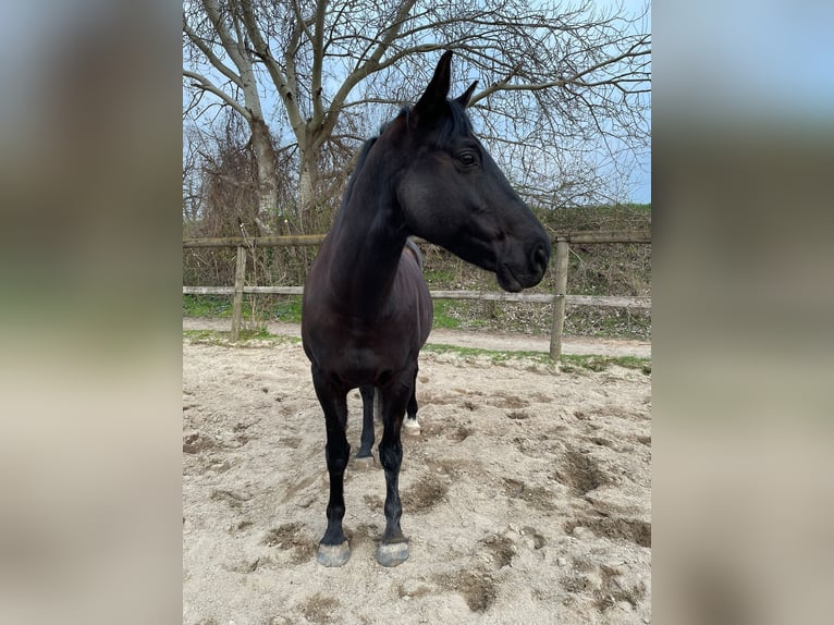 Arabo Shagya Mix Castrone 15 Anni 158 cm Baio nero in Wien, Donaustadt