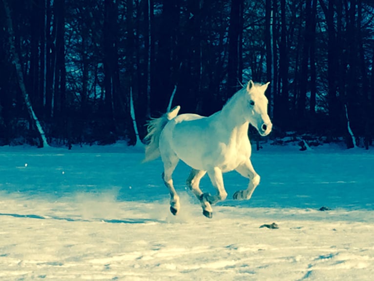 Arabo Shagya Castrone 15 Anni 158 cm Grigio in Niederfell