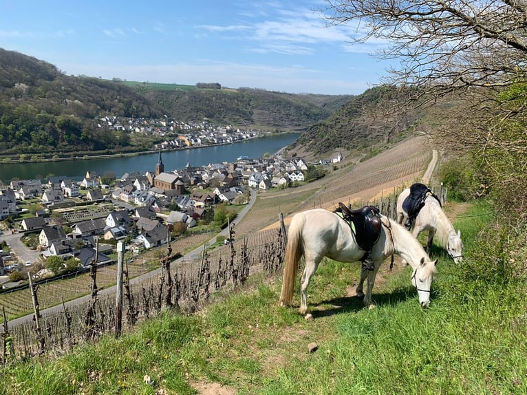 Arabo Shagya Castrone 15 Anni 158 cm Grigio in Niederfell