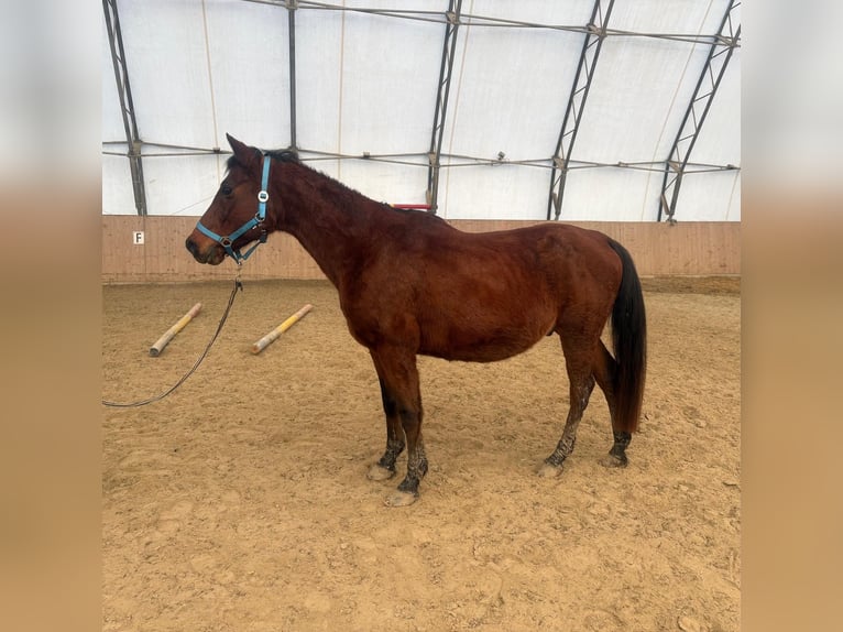 Arabo Shagya Castrone 16 Anni 150 cm Baio in Neuhaus in der Wart