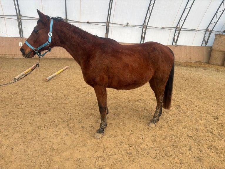 Arabo Shagya Castrone 16 Anni 150 cm Baio in Neuhaus in der Wart