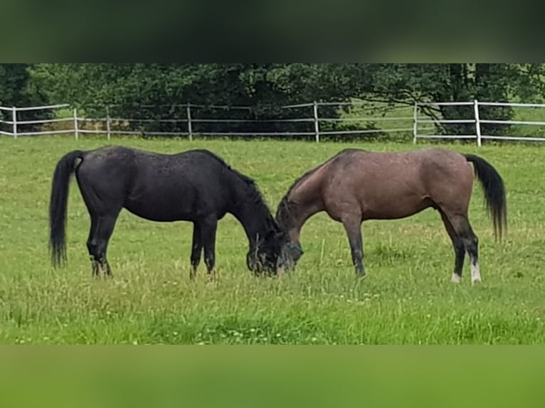 Arabo Shagya Castrone 16 Anni 152 cm Morello in Tiefenbach