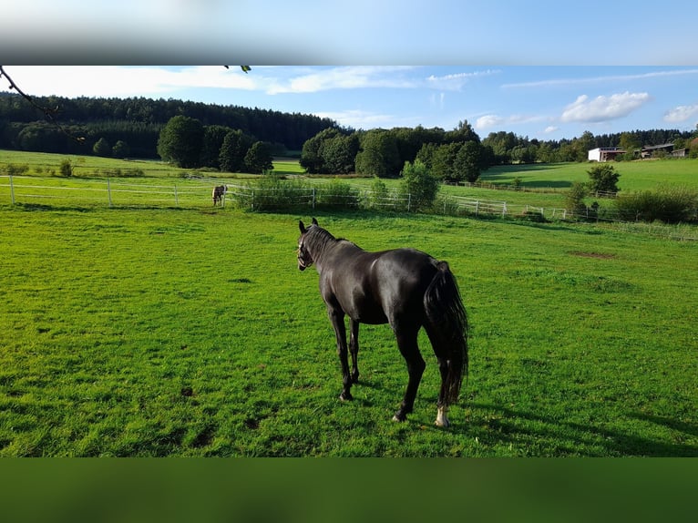 Arabo Shagya Castrone 16 Anni 152 cm Morello in Tiefenbach