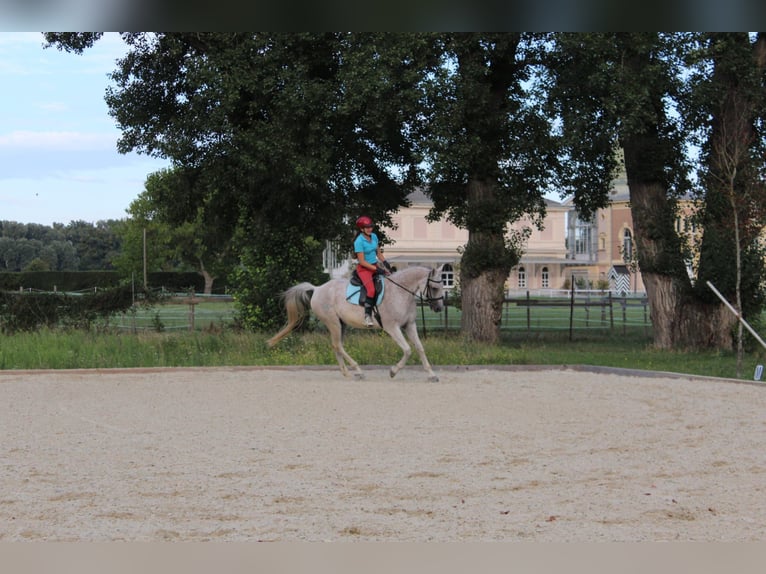 Arabo Shagya Castrone 16 Anni 160 cm Grigio trotinato in Wien, Leopoldstadt