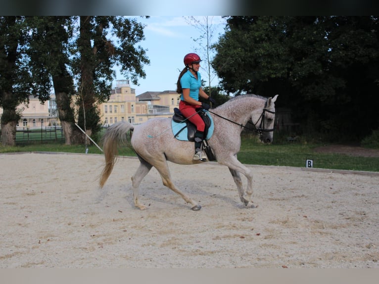 Arabo Shagya Castrone 16 Anni 160 cm Grigio trotinato in Wien, Leopoldstadt