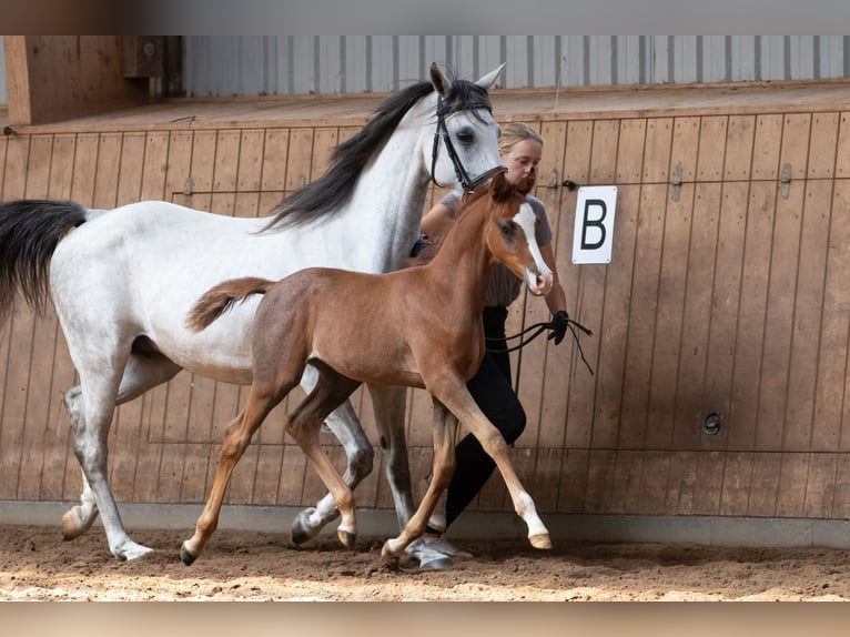 Arabo Shagya Castrone 2 Anni 160 cm Può diventare grigio in Königswinter