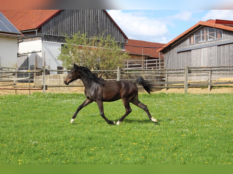 Arabo Shagya Castrone 2 Anni Baio in Tiefenbach