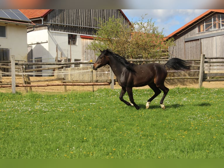 Arabo Shagya Castrone 2 Anni Baio in Tiefenbach