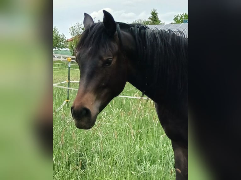 Arabo Shagya Castrone 2 Anni Baio in Tiefenbach