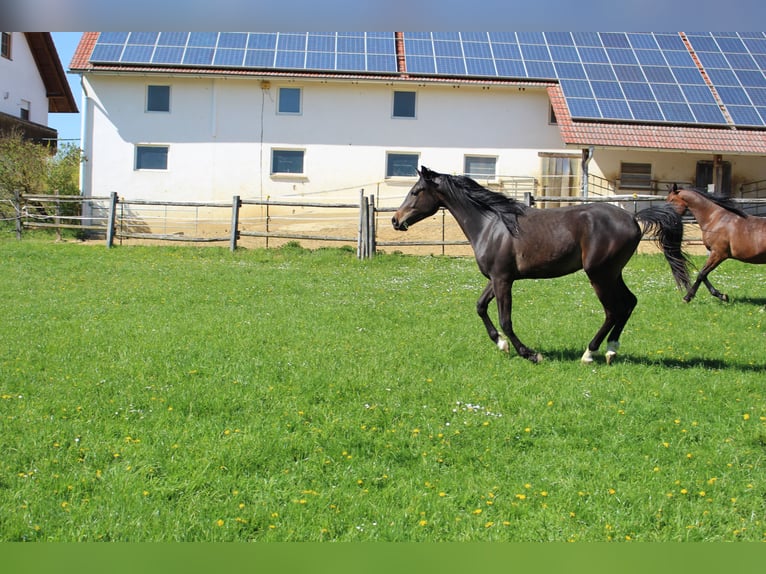 Arabo Shagya Castrone 2 Anni Baio in Tiefenbach
