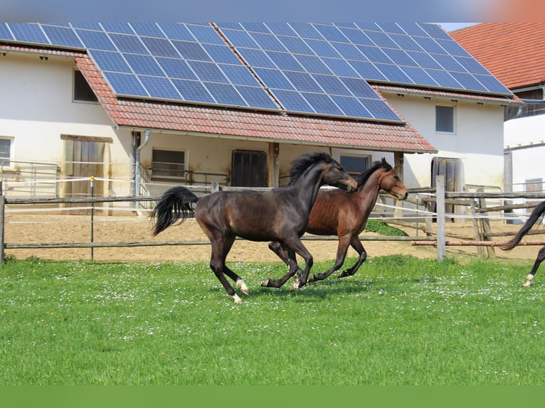 Arabo Shagya Castrone 2 Anni Baio in Tiefenbach