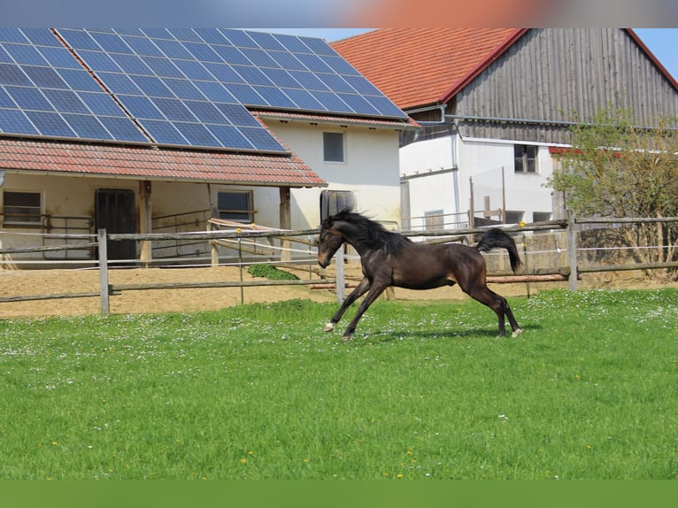 Arabo Shagya Castrone 2 Anni Baio in Tiefenbach