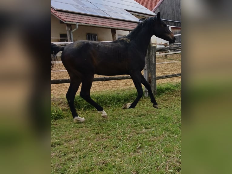 Arabo Shagya Castrone 2 Anni Baio in Tiefenbach