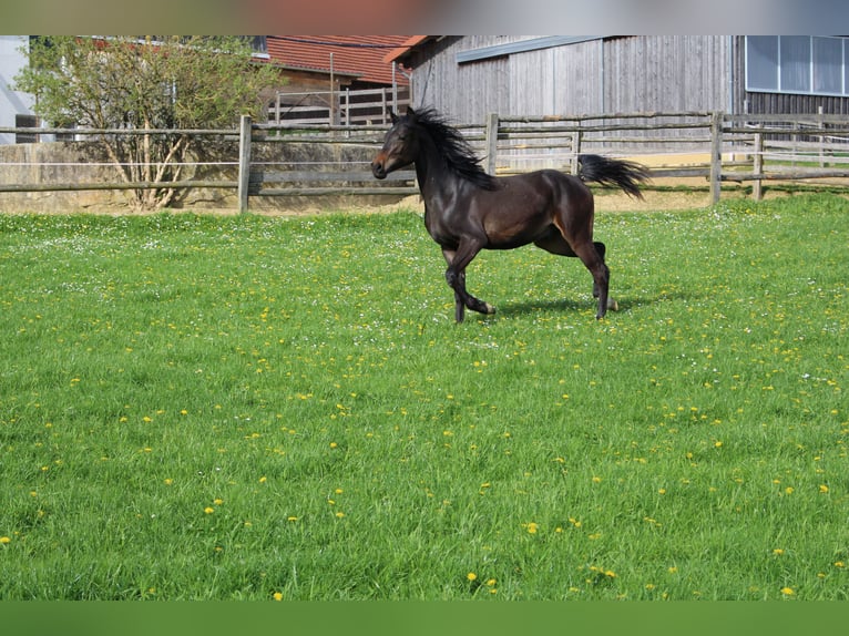 Arabo Shagya Castrone 2 Anni Baio in Tiefenbach